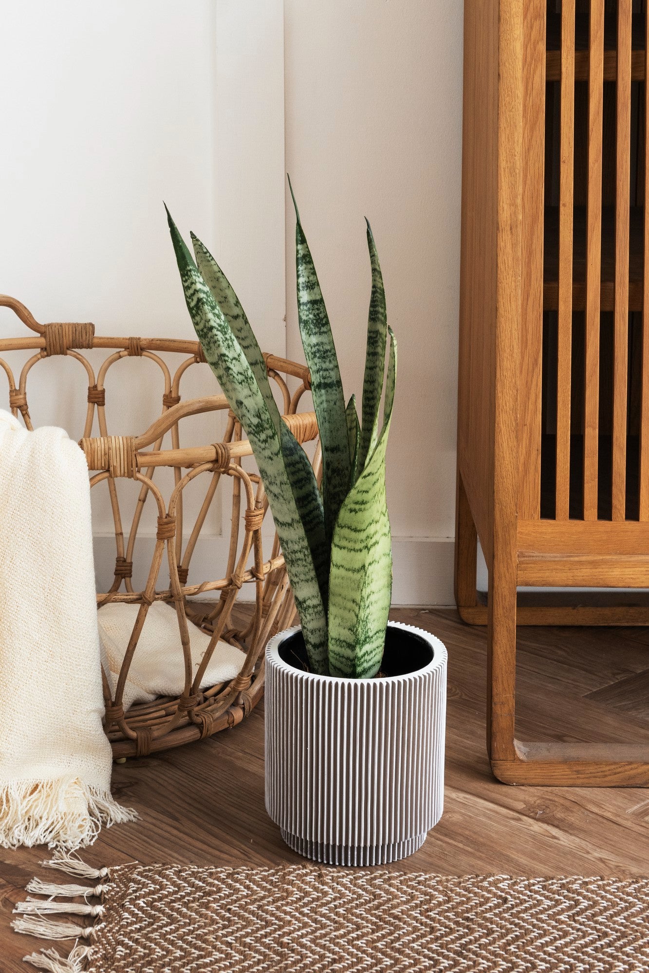 floor snake plant Snake Plant – Florist Samo