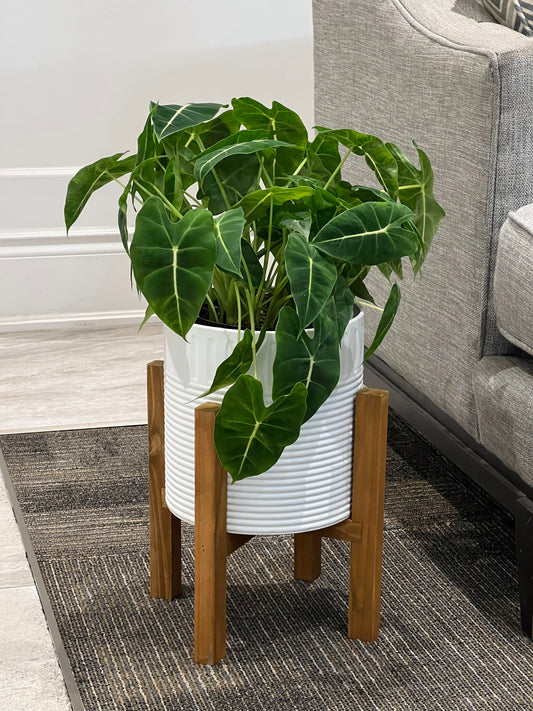 Alocasia Frydek