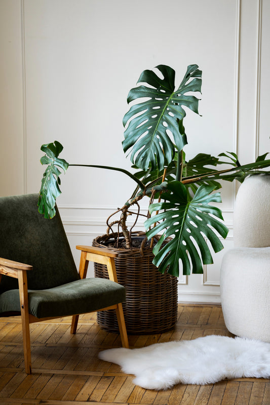 Monstera